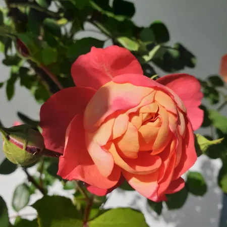 Studio Dans Les Pins Apartamento