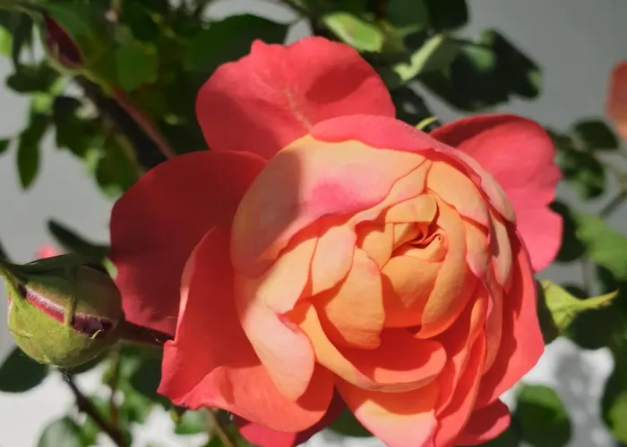 Studio Dans Les Pins شقة